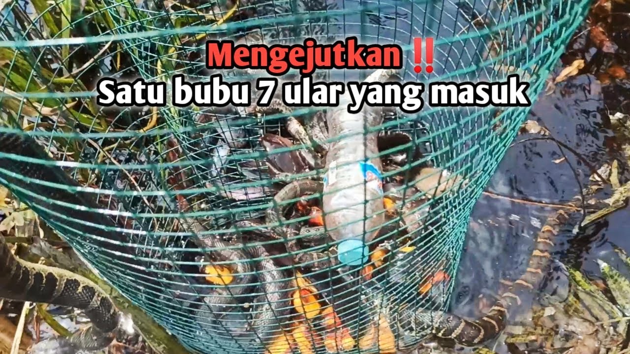 Kembali Di Spot Ikan Biawan Panen Pun Terjadi Lagi - Sungai Tualan Kotim