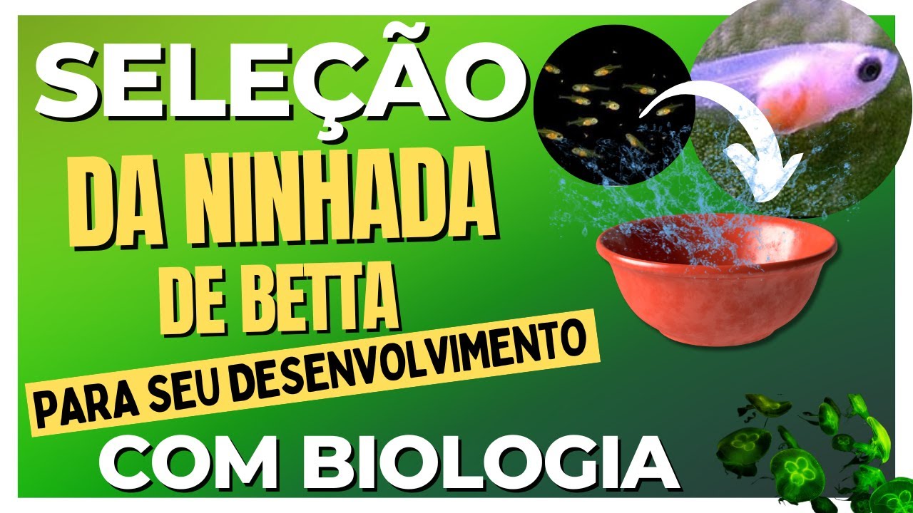A Seleção dos Peixes bettas em Desenvolvimentos.