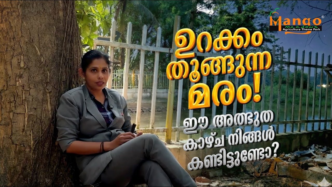 മരത്തിൽ വിരിയുന്ന മിഠായി! ​#video #raintree #sleepingtree #samaneasaman #mangomeadows