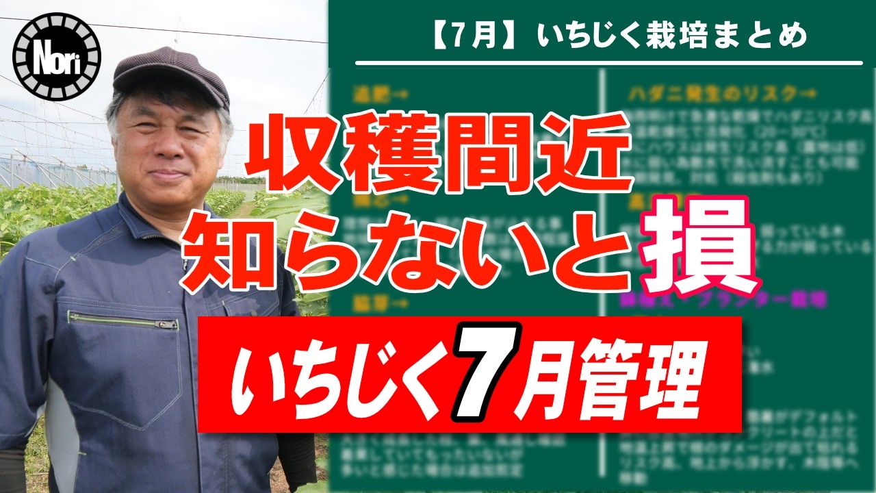 【いちじく7月管理】収穫前にやらないと損する8選｜実演・解説