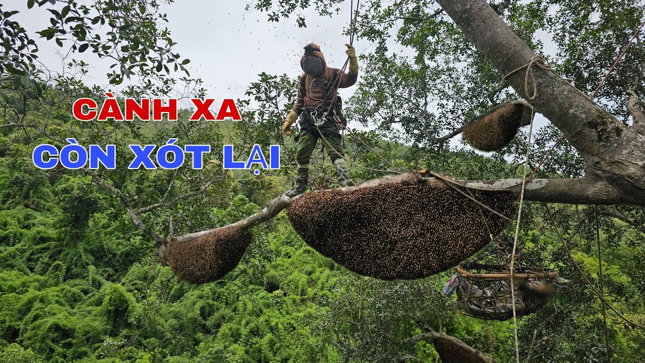 KHAI TH&Aacute;C NHỮNG TỔ ONG RỪNG NGƯỜI KH&Aacute;C BỎ LẠI TR&Ecirc;N C&Acirc;Y ĐA CỔ THỤ !