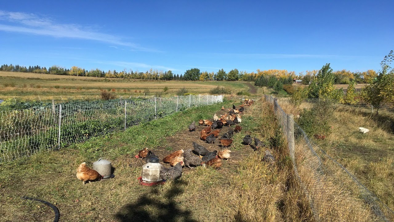 Gardening With Livestock