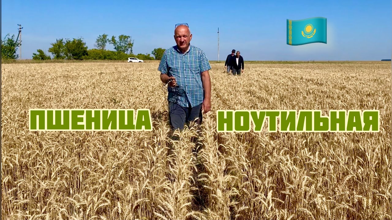 Ноутильная пшеница Александра Кобзева