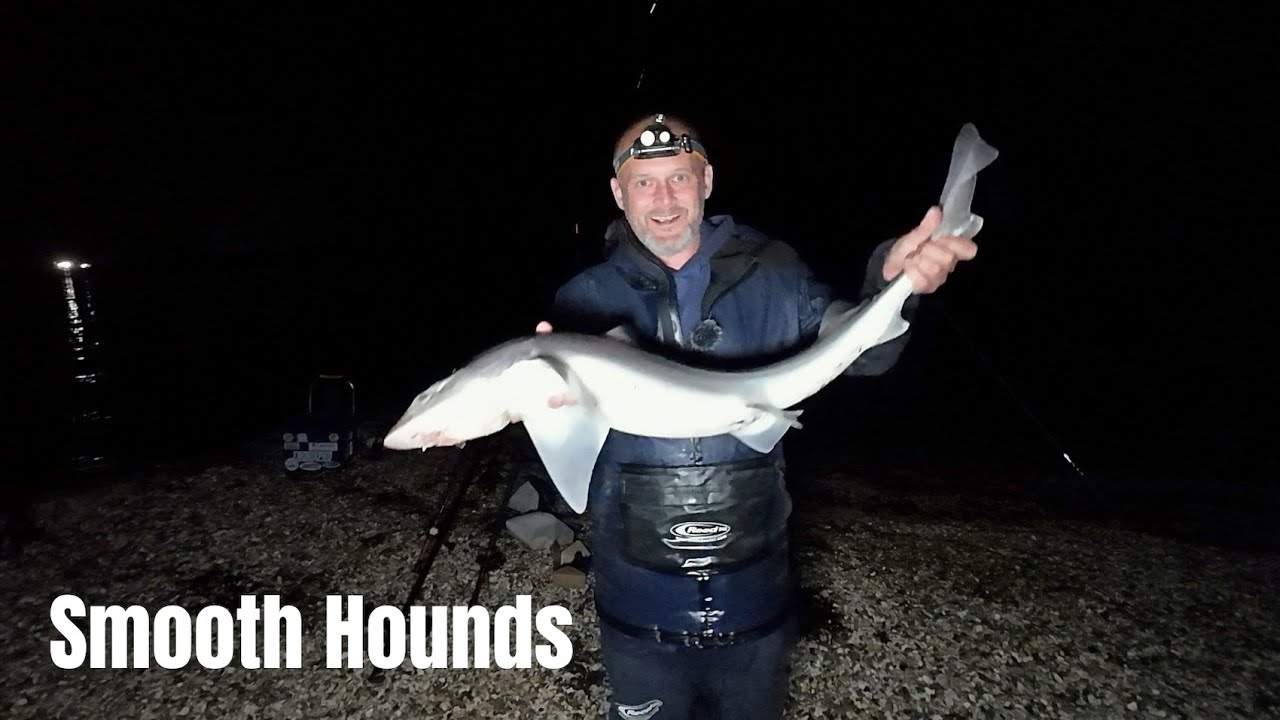 Beach Fishing - Huge Smooth-hounds