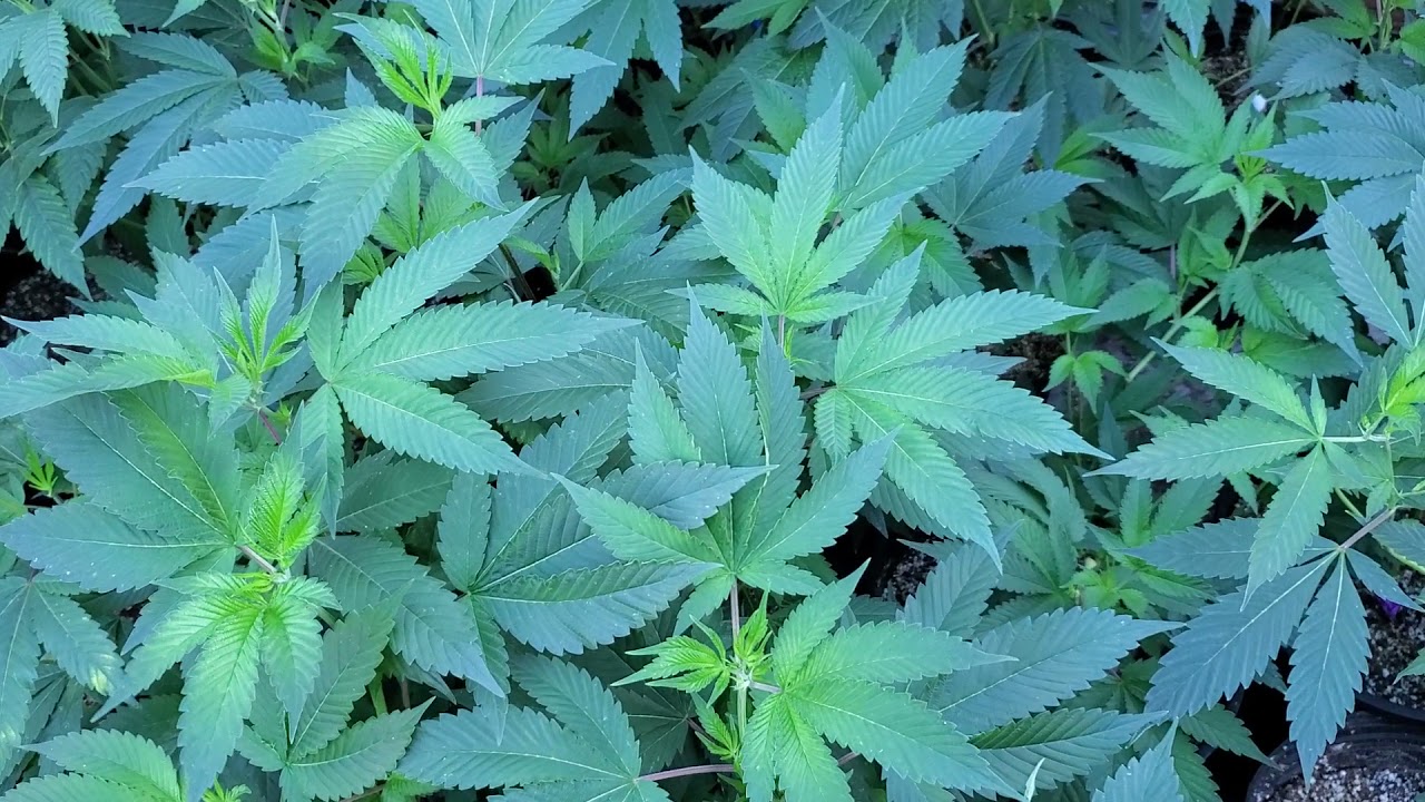 Greenhouse leaves