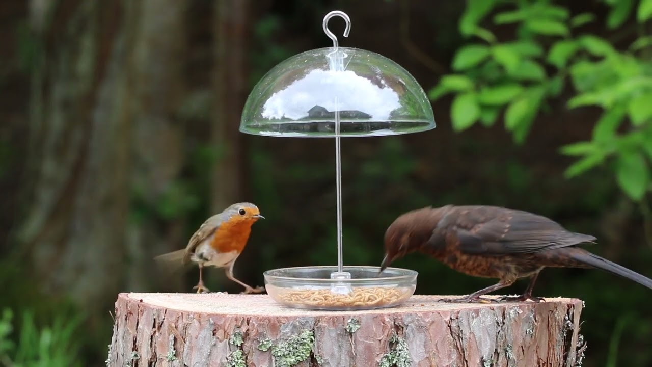 Birds feeding on live mealworms from dome feeder