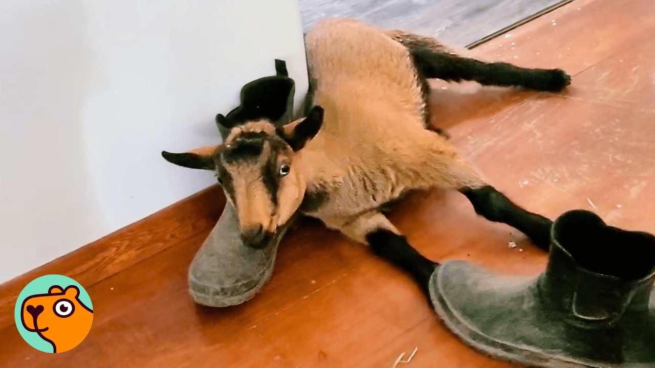 Baby Goat Makes The Whole House Laugh After Rescue | Cuddle Buddies