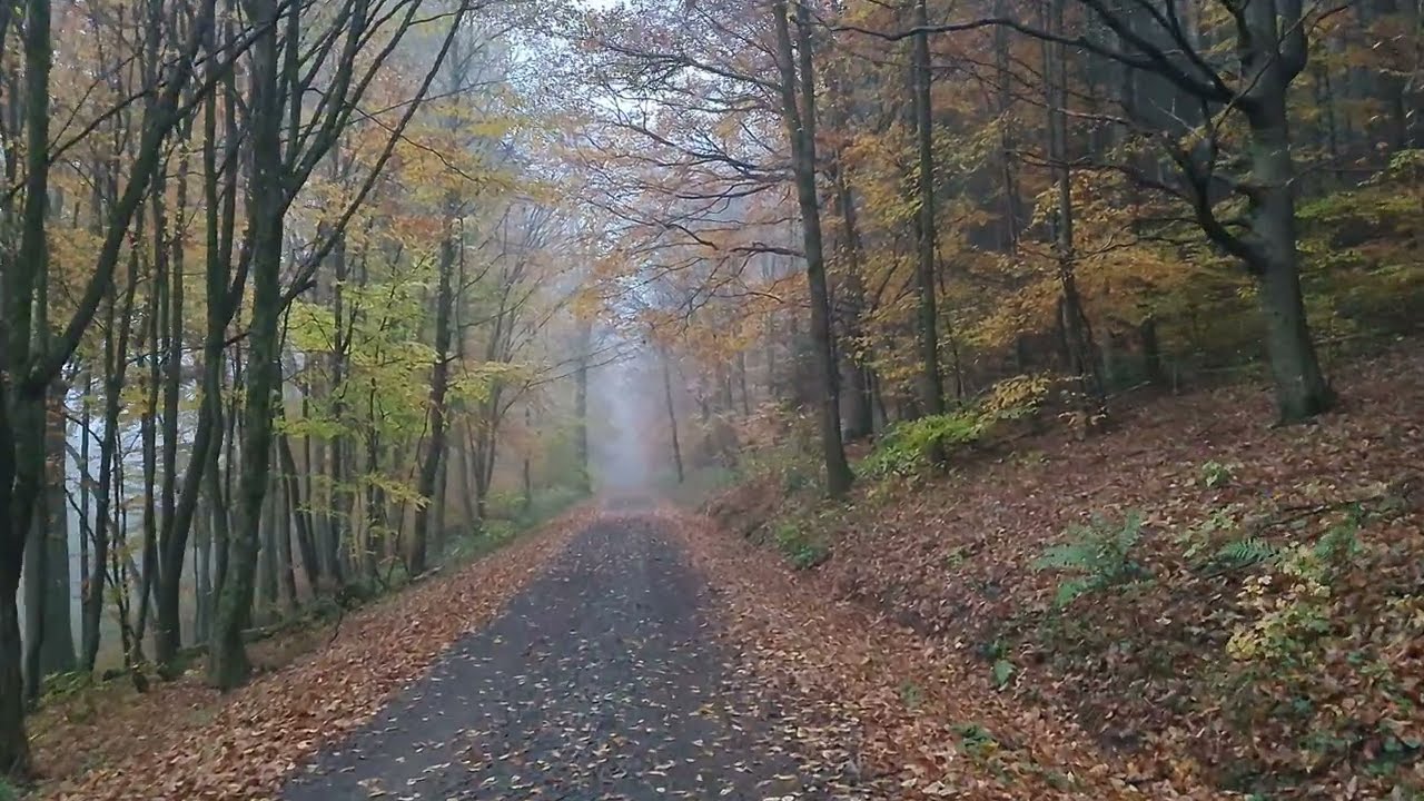 Sonntags Spaziergang mit Travis🐕