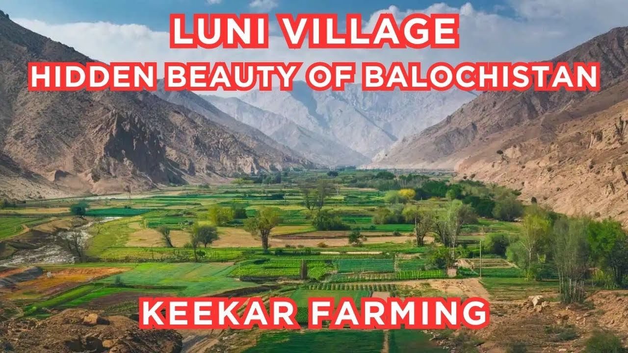 Kikar Farming in Baluchistan#treefarming#agriculture#villagelife 