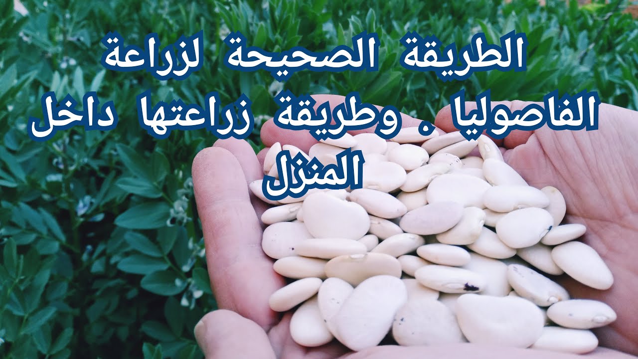 طريقة زراعة الفاصولياء البيضاء . طريقة زراعتها بالمنازل