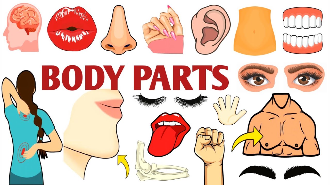 Parts of the Body | Parts of the Body for LKG Kids | Learn Body Parts & Sense Organs | #partsofbody 