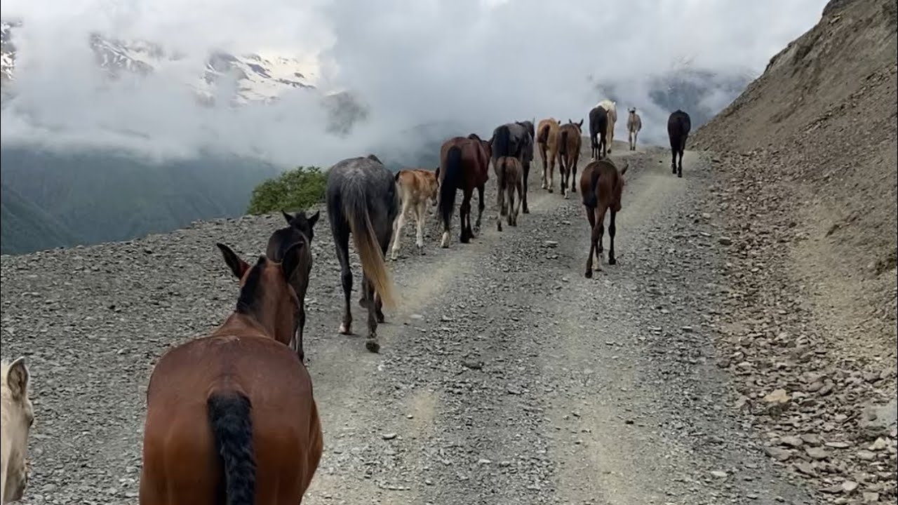Migrating horses from Palomino Ranch to Tusheti