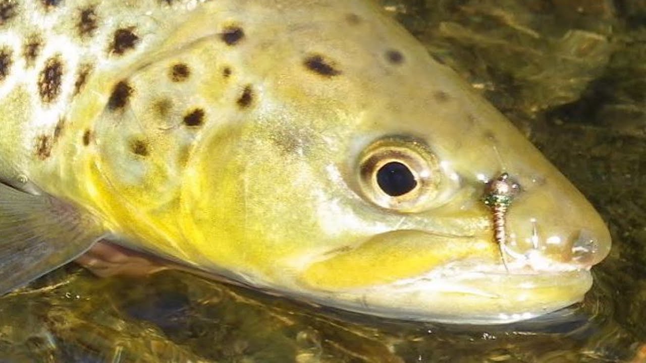Comment pêcher en nymphe ? Choix du lestage et des modèles de mouches avec Nymphévolution ( 2/2 )
