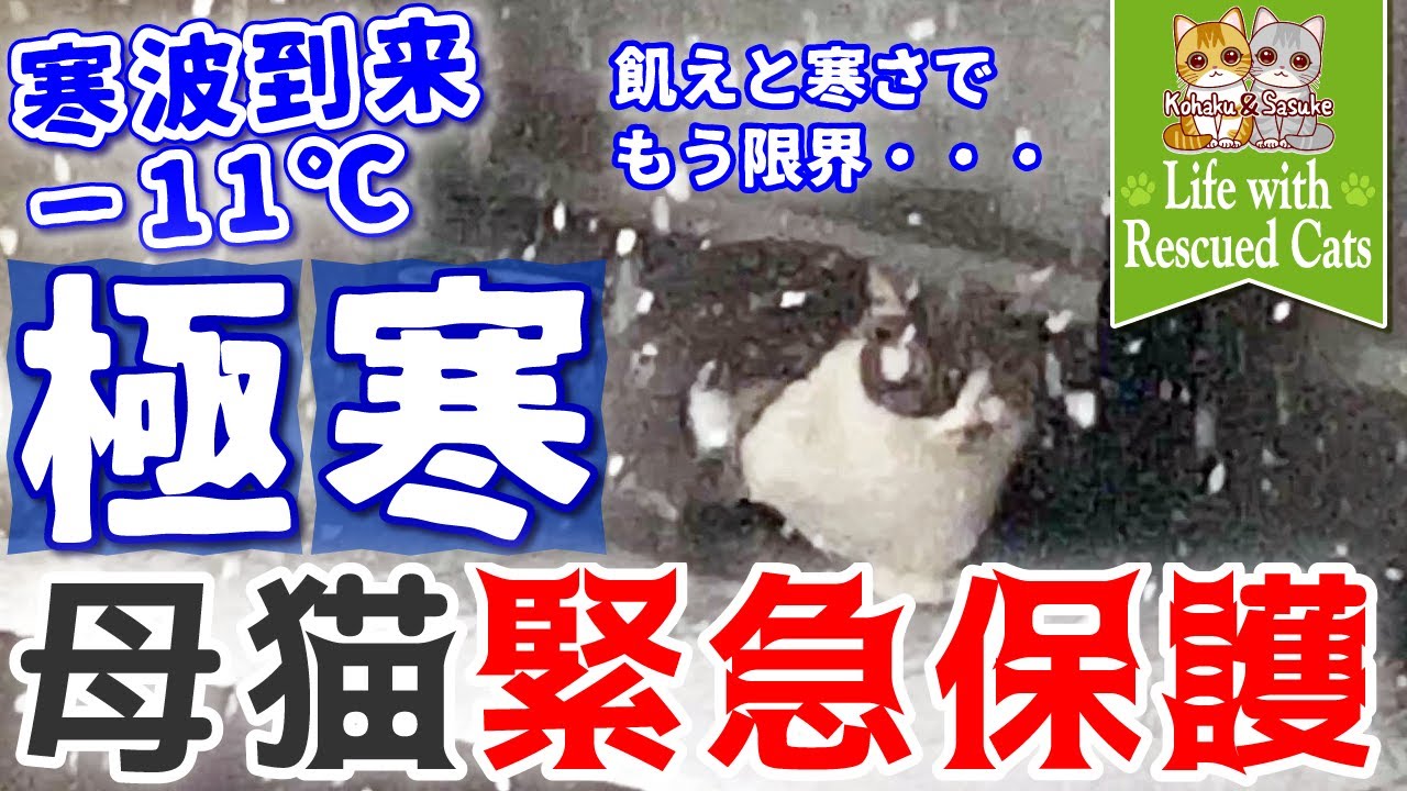 【保護猫】−11℃の極寒の日、帰ってきた母猫を緊急保護