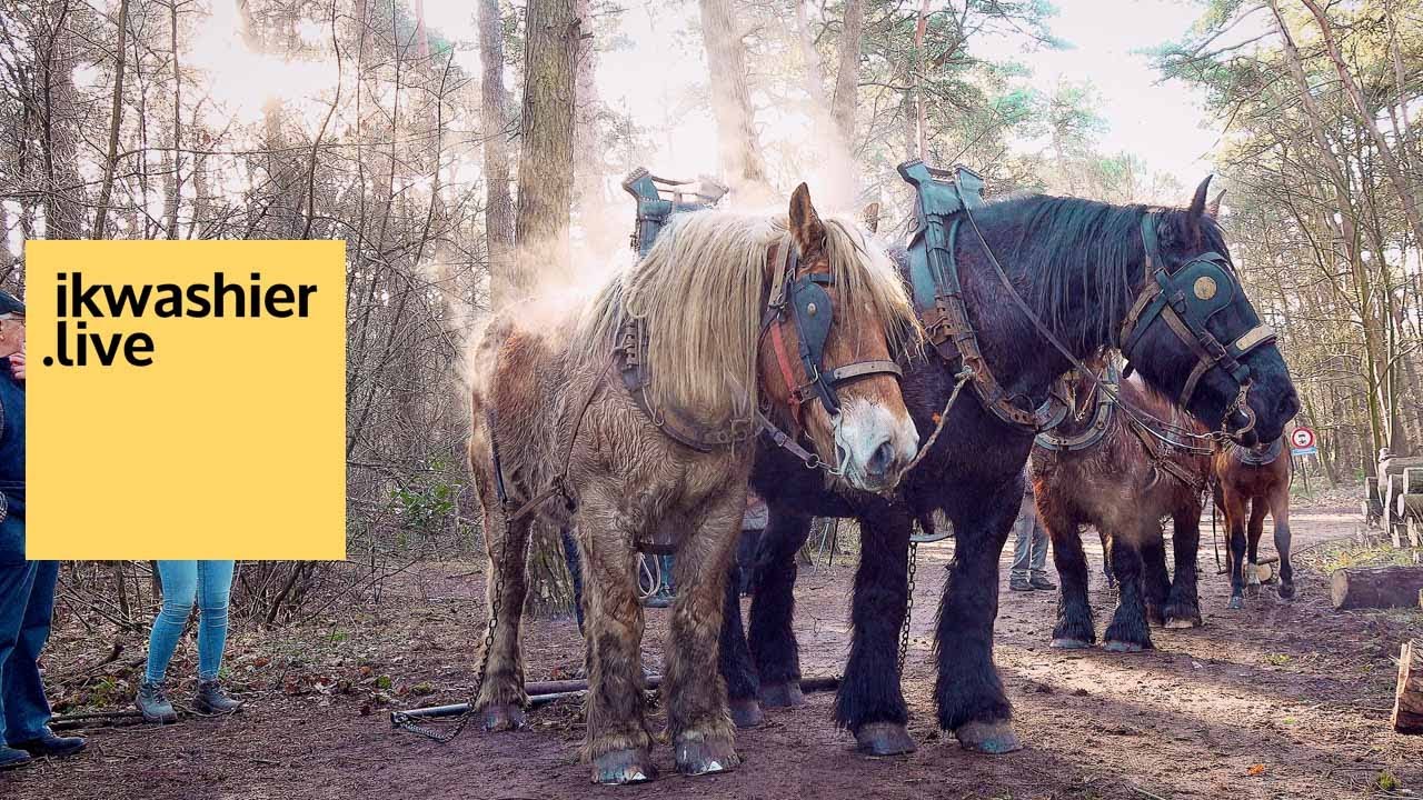 Belgische trekpaarden Anke en Louis slepen met Senne Verheijen bomen voor Abdij Trappisten Westmalle