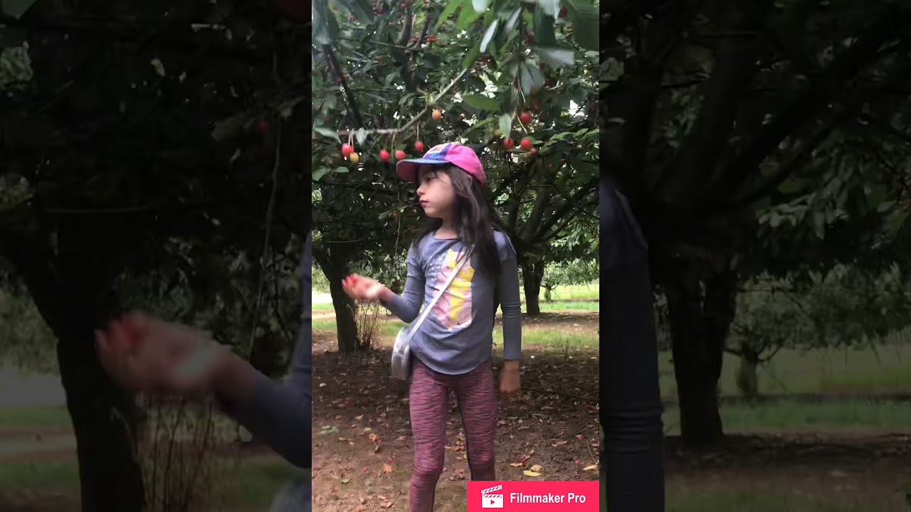 Cherries and Blueberries picking part1 👨&zwj;👩&zwj;👧❤️