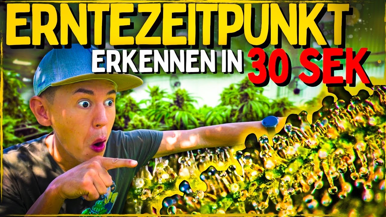 Anbau f&uuml;r Anf&auml;nger: Wann muss ich ernten? 😨 Trichome und Bl&uuml;tephase bestimmen!