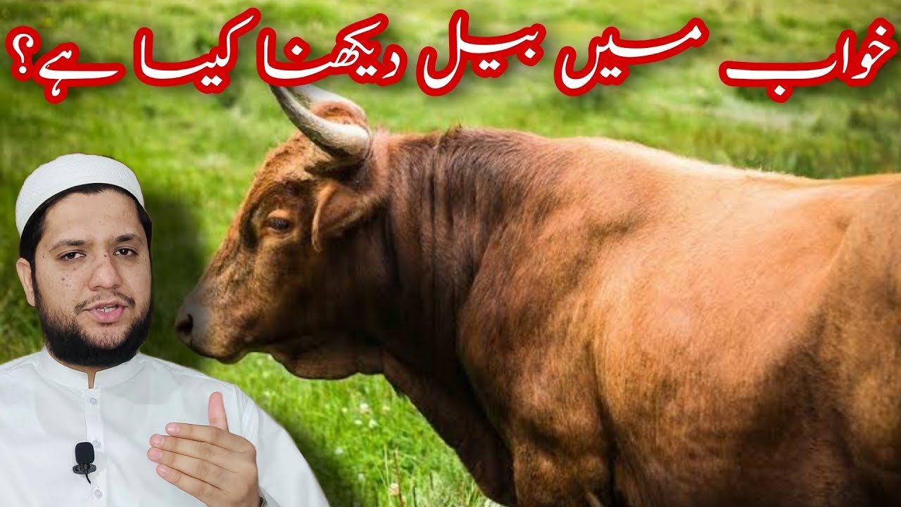khwab mein bail | Bull dekhna | Ox dream meaning | Sapny mein bail | خواب میں بیل دیکھنے کی تعبیر