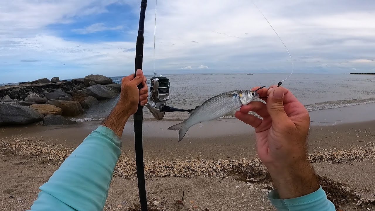 Mid October Florida Mullet Run Season Tarpon, Snook, Redfish, and Jack Crevalle Surf Fishing