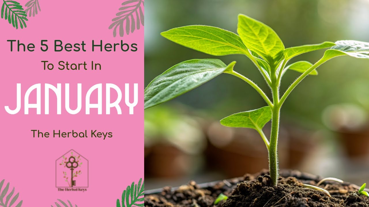 🌿 Top 5 Herbs to Start in January for a Powerful Medicinal Garden This Year!