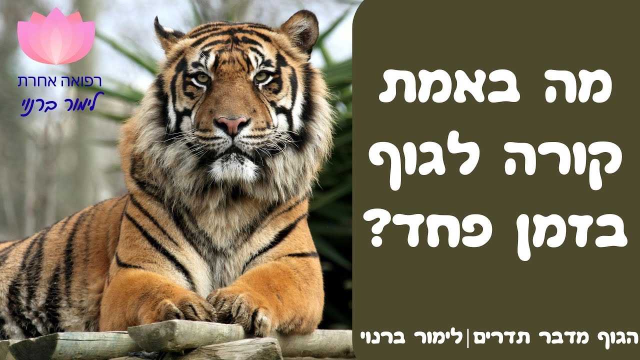 מה קורה לגוף בזמן פחד? | הגוף מדבר תדרים- לימור ברנוי