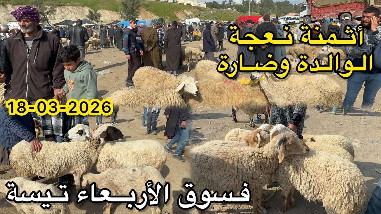 ثمن نعجة الوالدة وضارة فسوق أربعاء تيسة 18/03/2026