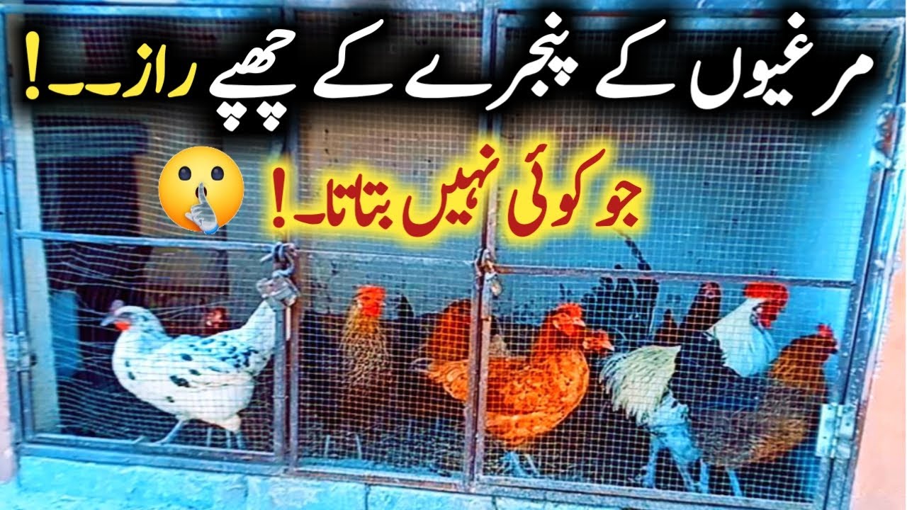 Murghio ka Pinjra banany ka tarika || How to build chicken coop at home