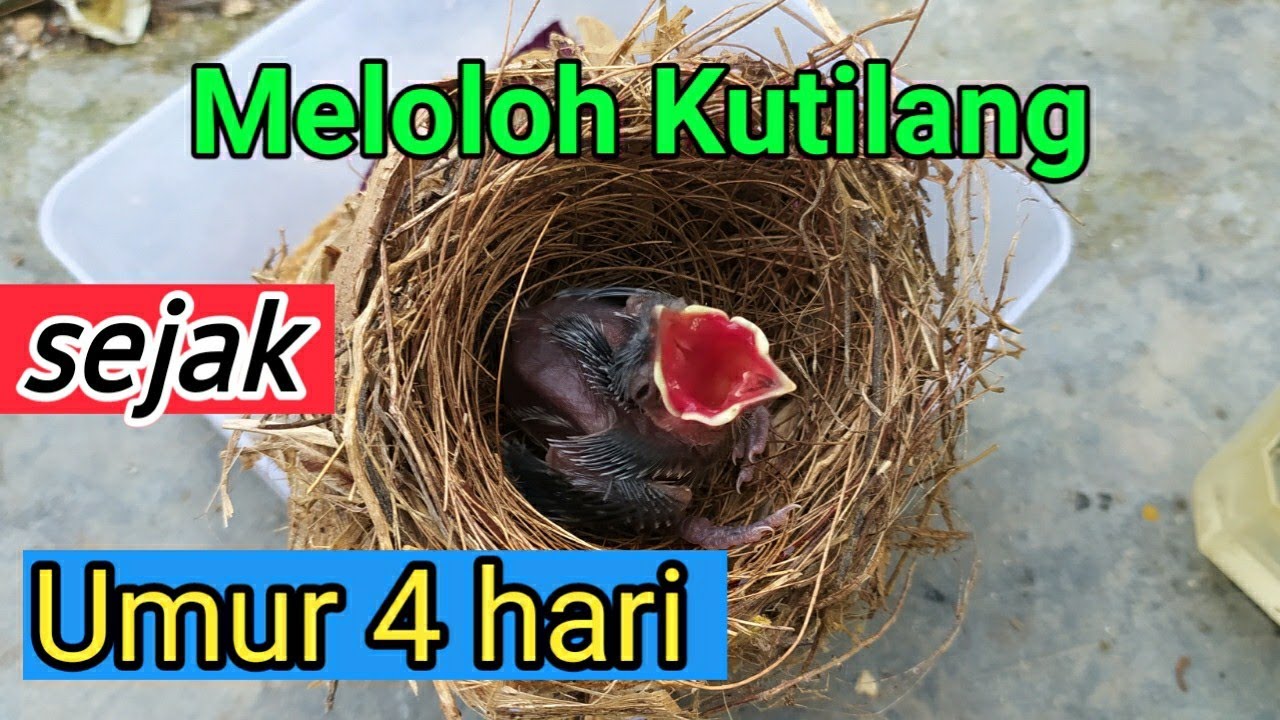 cara meloloh Kutilang dari umur 4 hari