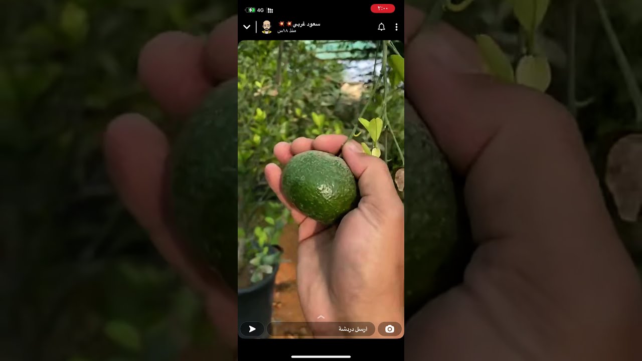 سناب سعود غريي-يوميات المزرعه -الشتلات زراعتهن وبيعهن بتفصيل