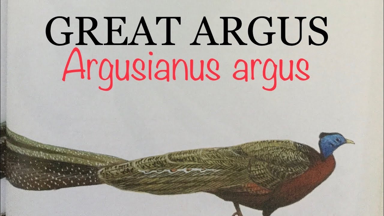 GREAT ARGUS (Argusianus Argus) Bird Song