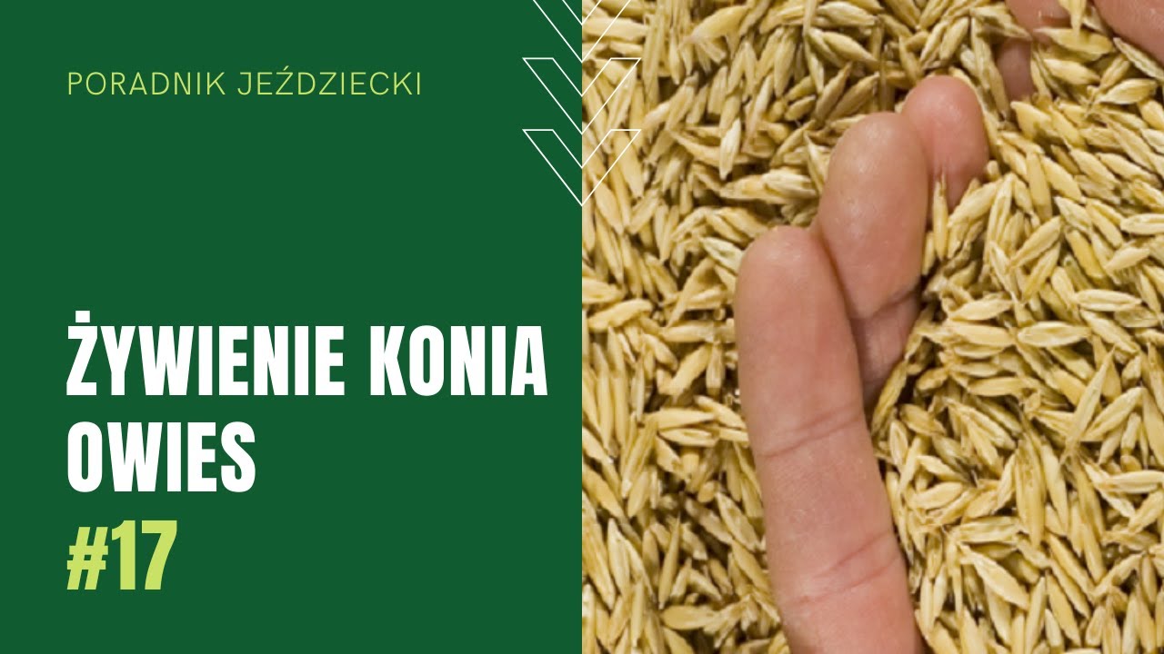 ŻYWIENIE KONI - OWIES | Poradnik jeździecki #17