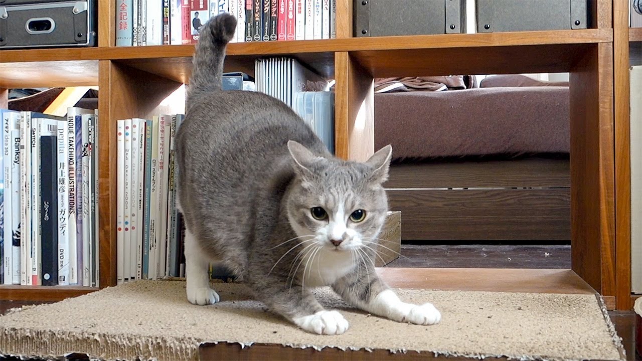 トイレハイ！ - Cats Run After Bathroom -