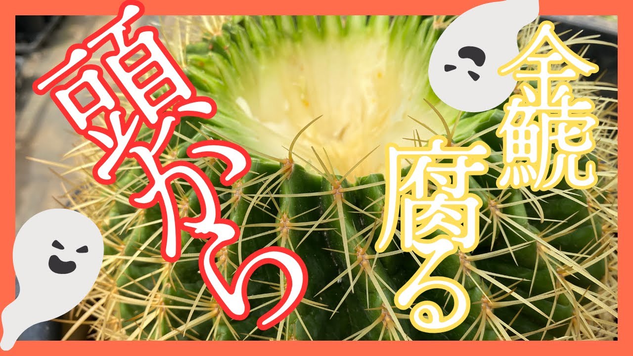 『恐怖』金鯱の腐りは上から下からも、どこからでも腐ります。その対処法を教えます。