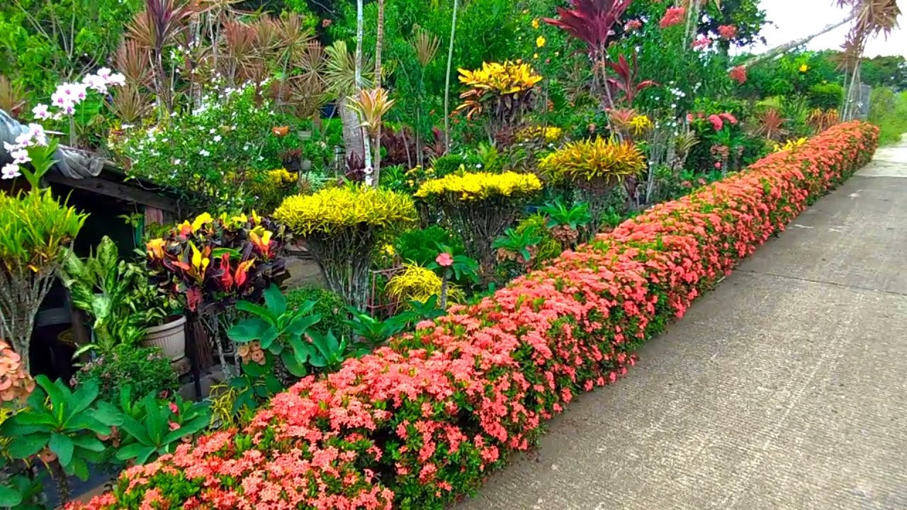 BEAUTIFUL HOUSE GARDEN ALONG THE ROAD/TRAVEL/COUNTRYSIDE
