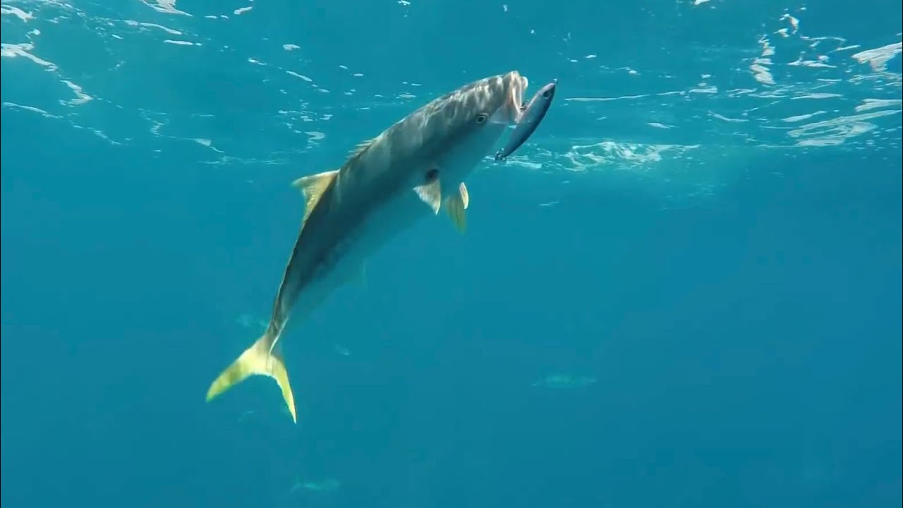 Casting stickbaits at kingfish with explosive results!