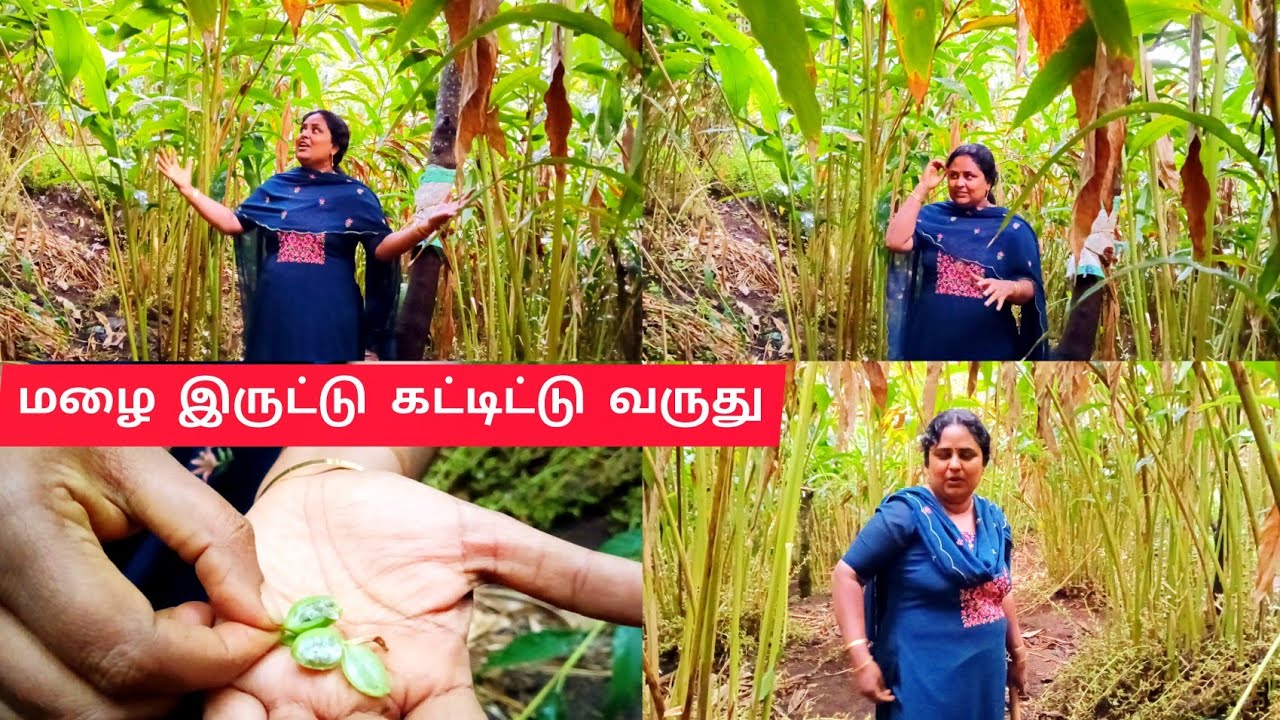 எங்க ஊர்ல மழை 💦பெய்யுது உங்க ஊர்ல மழை பெய்யுதா 😘#home #familyvlog #Tamil#elaichi#
