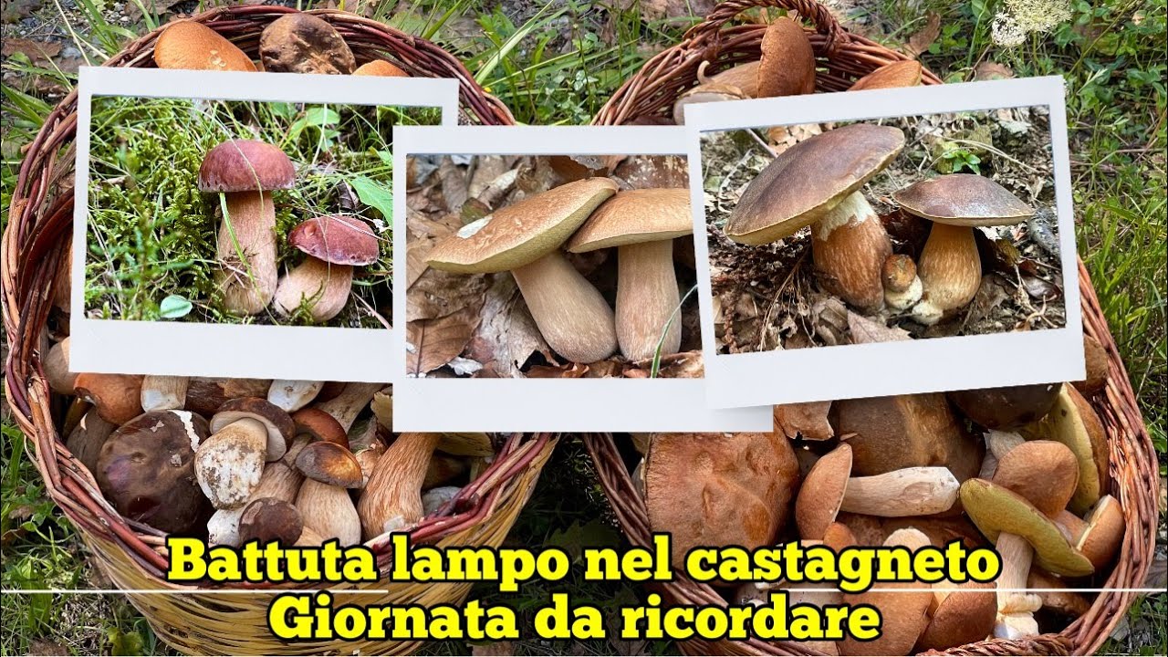 funghi 2025 - Battuta lampo nel castagneto giornata da ricordare