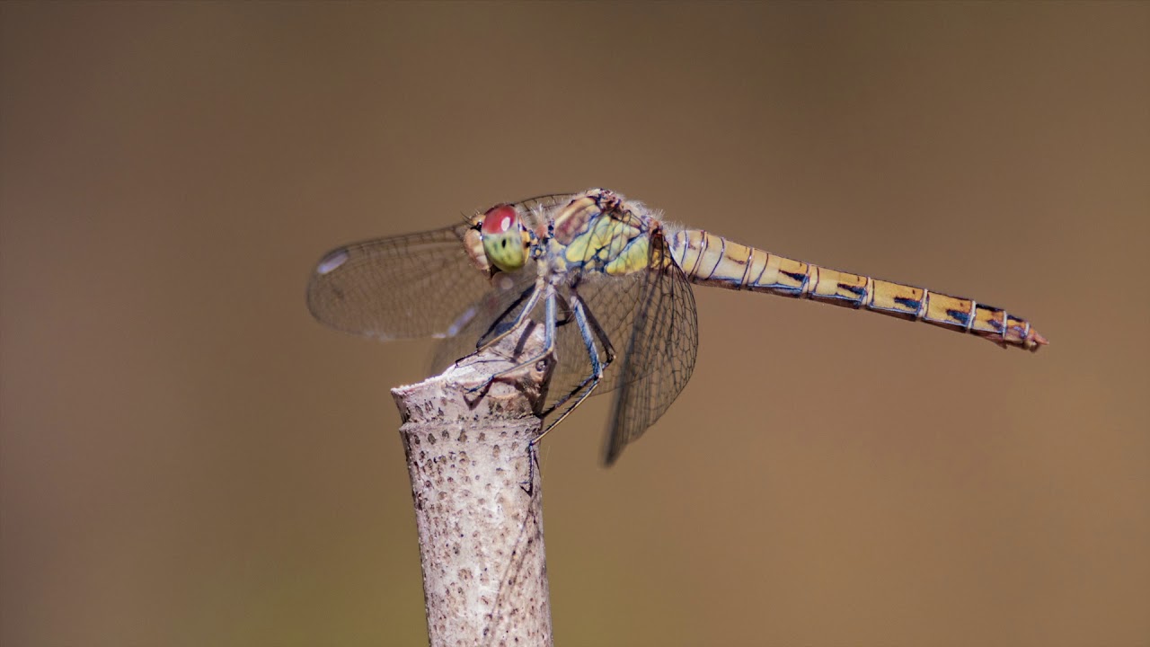 Dragonfly - Anisoptera HD@harsha