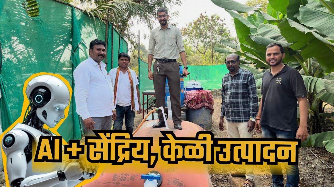 AI तंत्रज्ञान + सेंद्रिय शेती = दर्जेदार केळी उत्पादन 