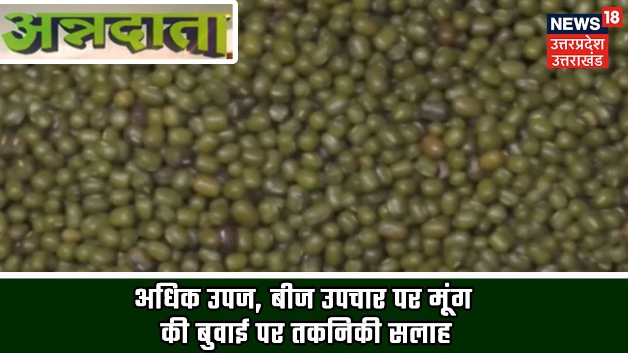 ANNADATA | अधिक उपज, बीज उपचार पर मूंग की बुवाई पर तकनिकी सलाह