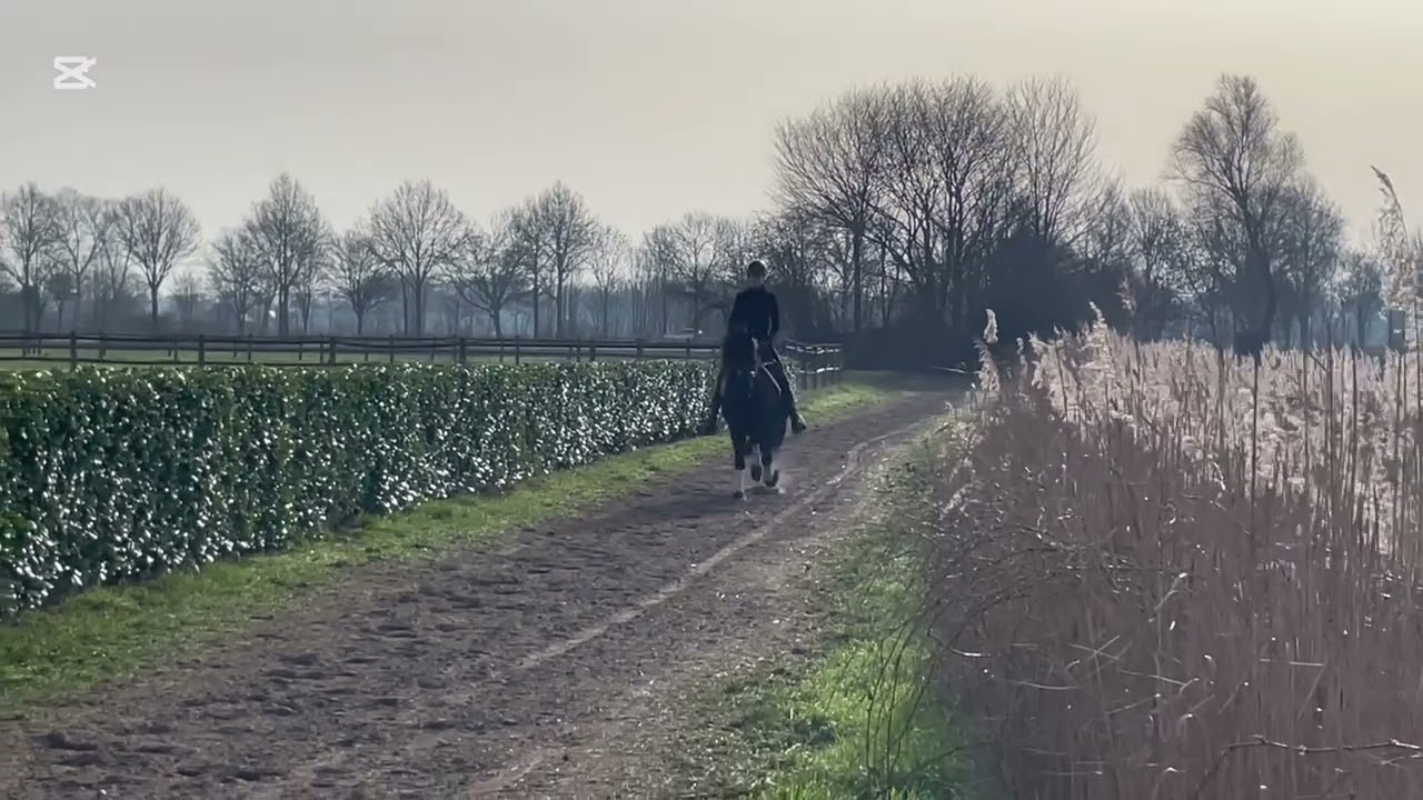 10 jr dragende merrie Boszorglijn Coraine