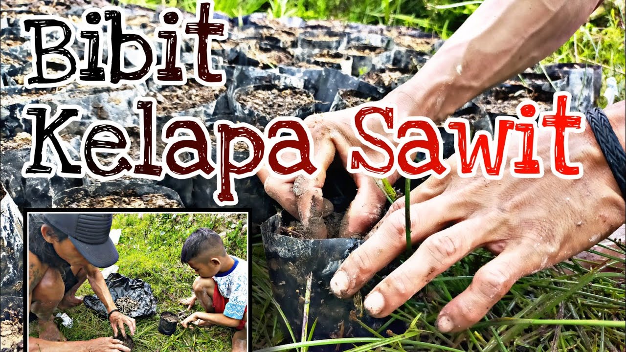 Cara menanam kecambah sawit unggul