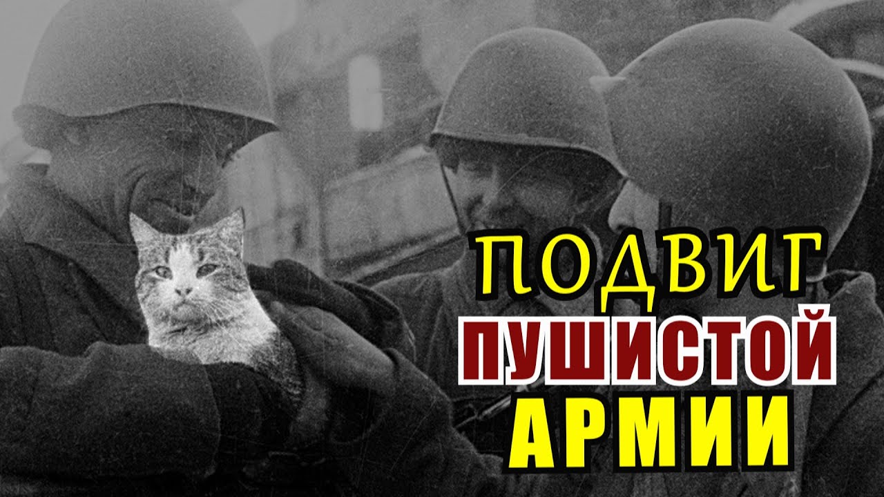 Кошки которые спасали Ленинград - «Мяукающая Дивизия» . Блокада Ленинграда. Военные Истории