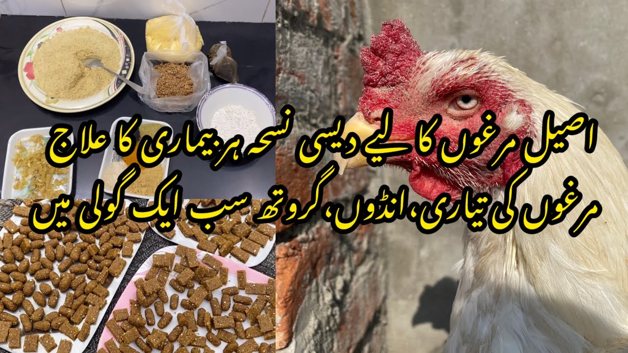 Aseel murgon ka lia dasi nuskha /￼ اصیل مرغوں کے لیے دیسی نسحہ ، مرغوں کا لیے طاقت والی گولی