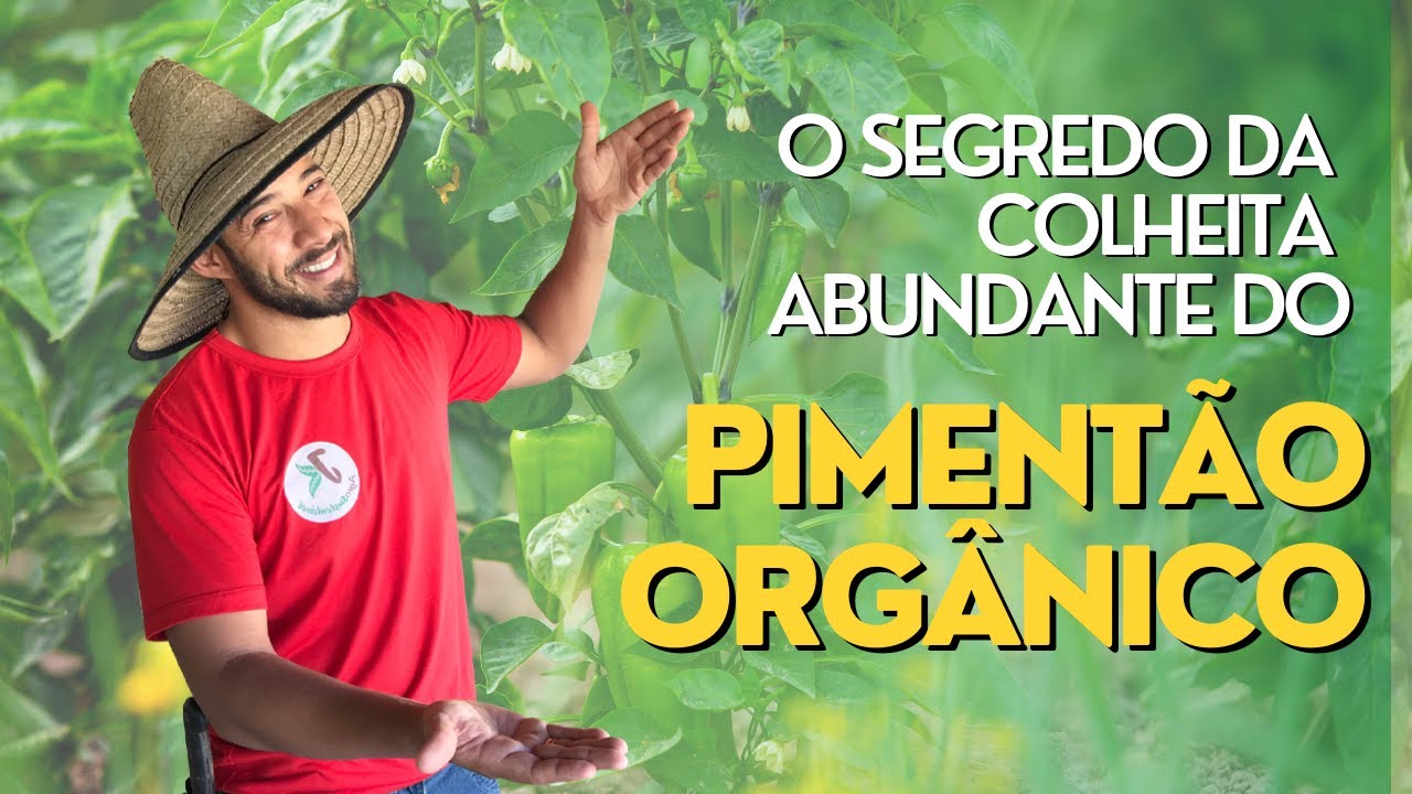 PIMENTÃO ORGÂNICO - SAIBA COMO COLHER DE FORMA ABUNDANTE