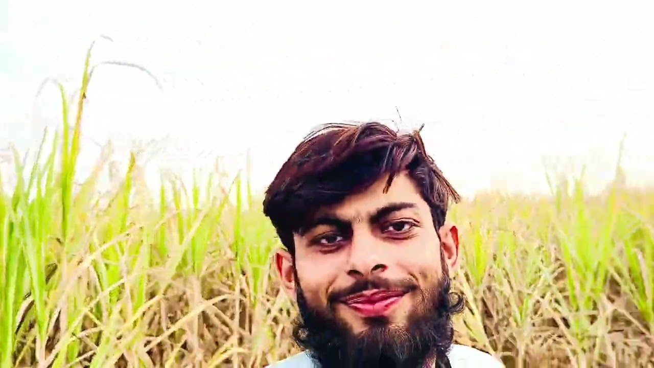 Sugar can cutting / ganny ki ktai / kamad wad raey