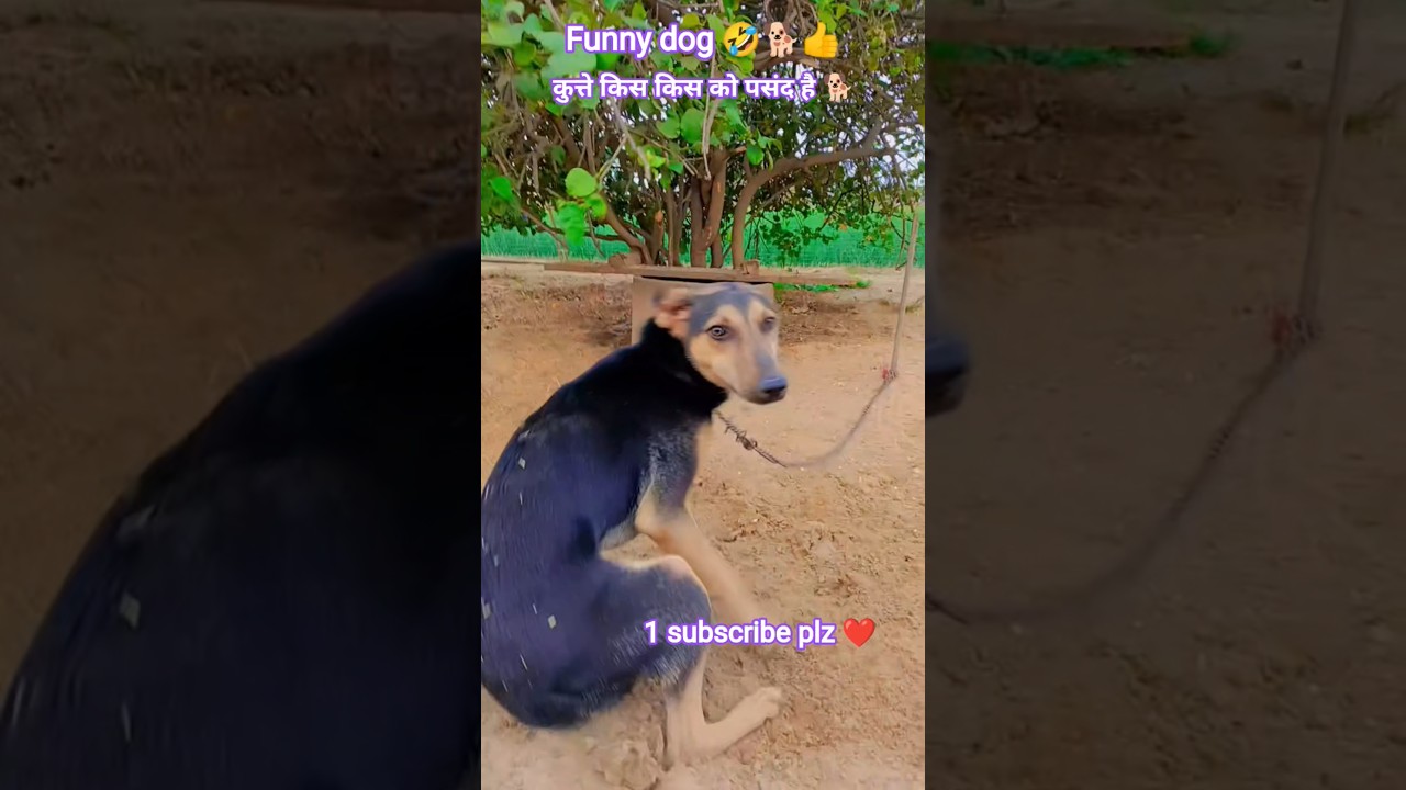 Muje to kute pasand hai 🐕🐶#dog #kuta #doglove #shorts #ytshorts