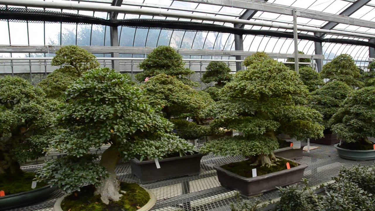 Kobayashi Bonsai Japan