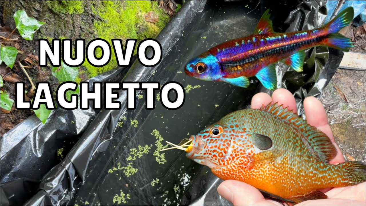 Nuovo LAGHETTO per piccoli pesci 