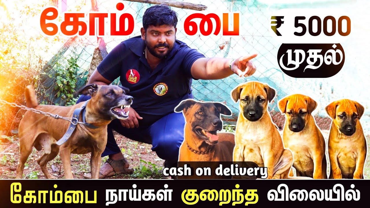 கோம்பை-கருவாய் செவலையர்கள் | Our Native Breed kombai | kombai puppies for sale in Tamil | Sky Media